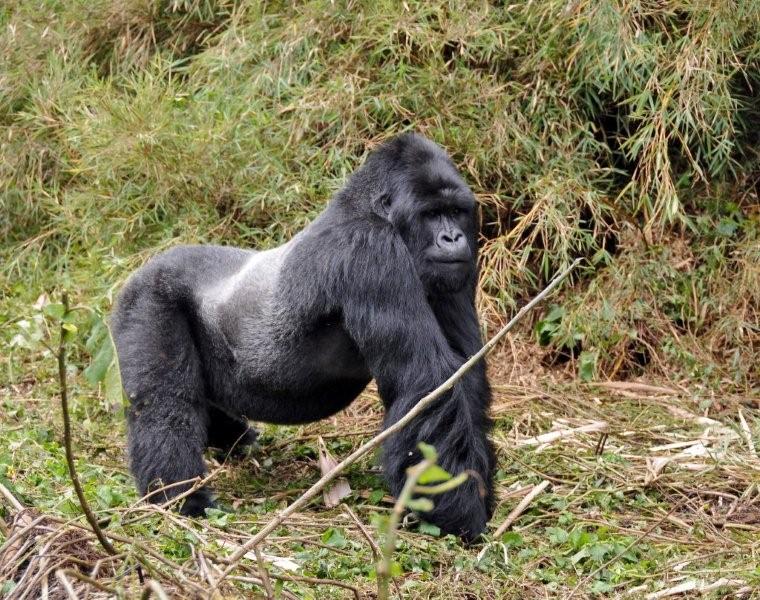 Trekking the Mountain Gorilla tips in the Virunga massif