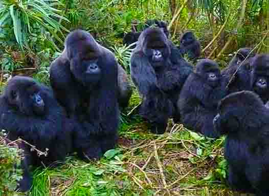 Gorillas are active only during the daytime