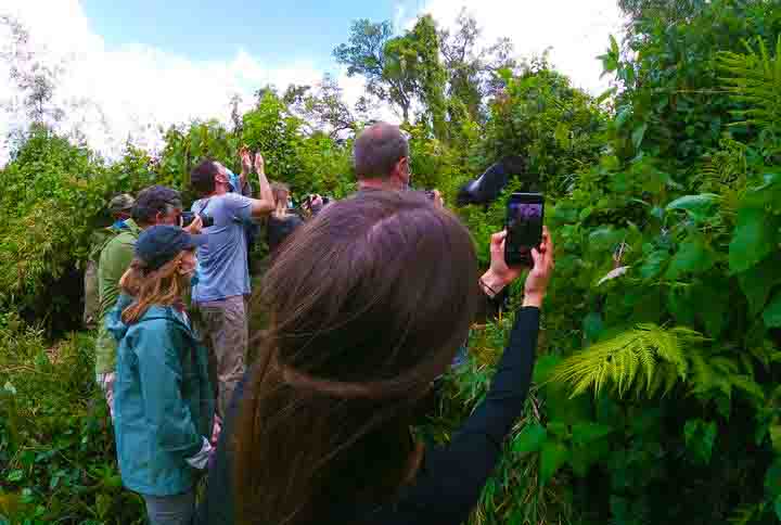 Tourists in the presence of a silver-back gorilla