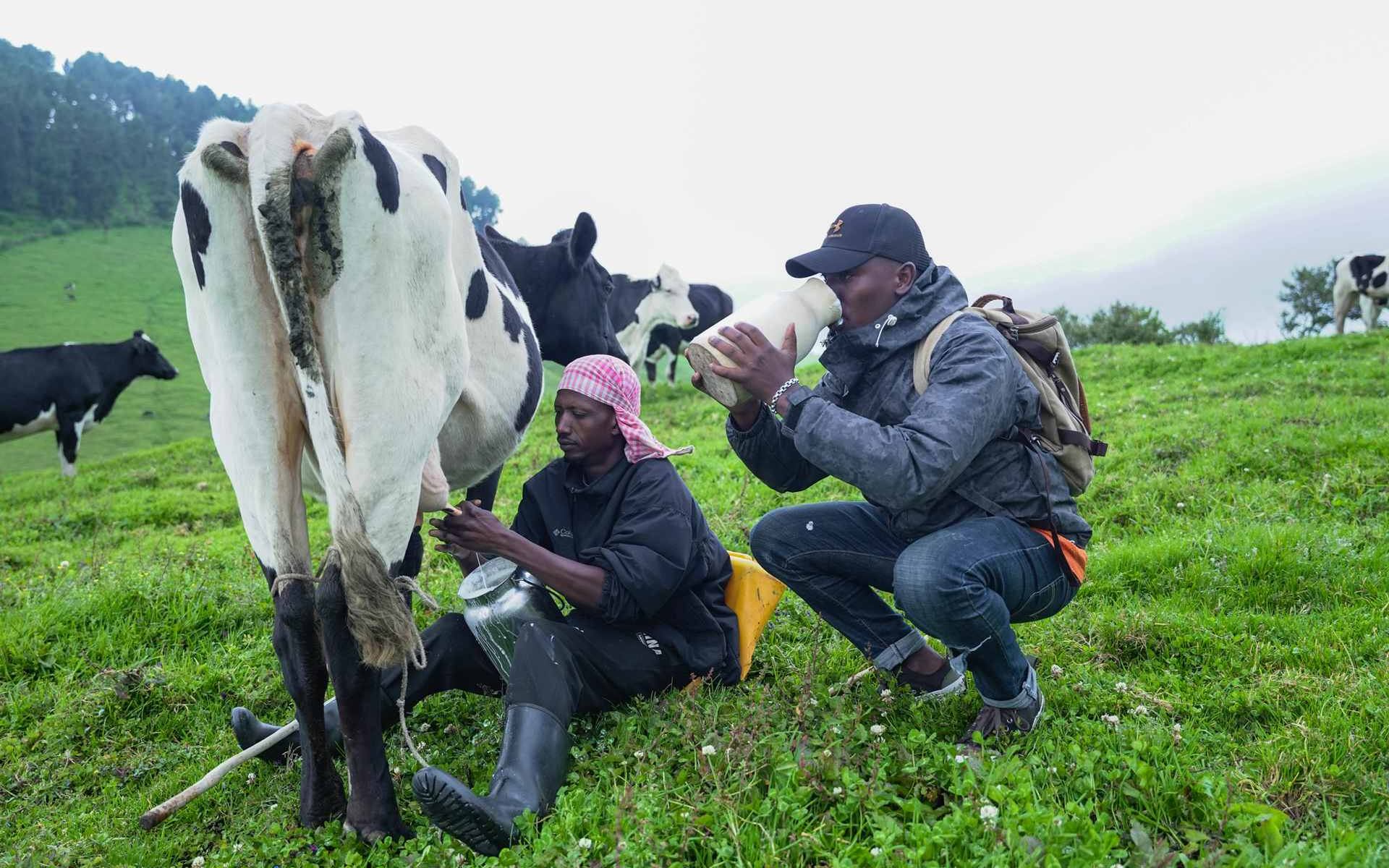 Cow experience and farm visit at Ibere rya Bigogwe