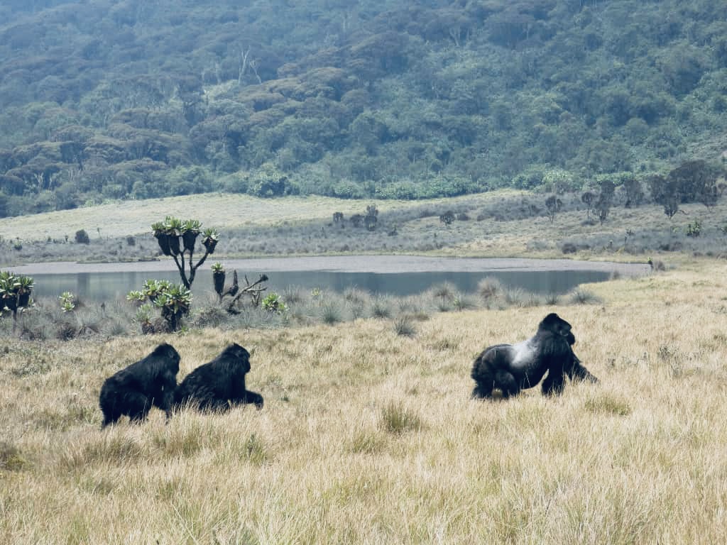 Why December is the Perfect Month for Gorilla Trekking in Rwanda