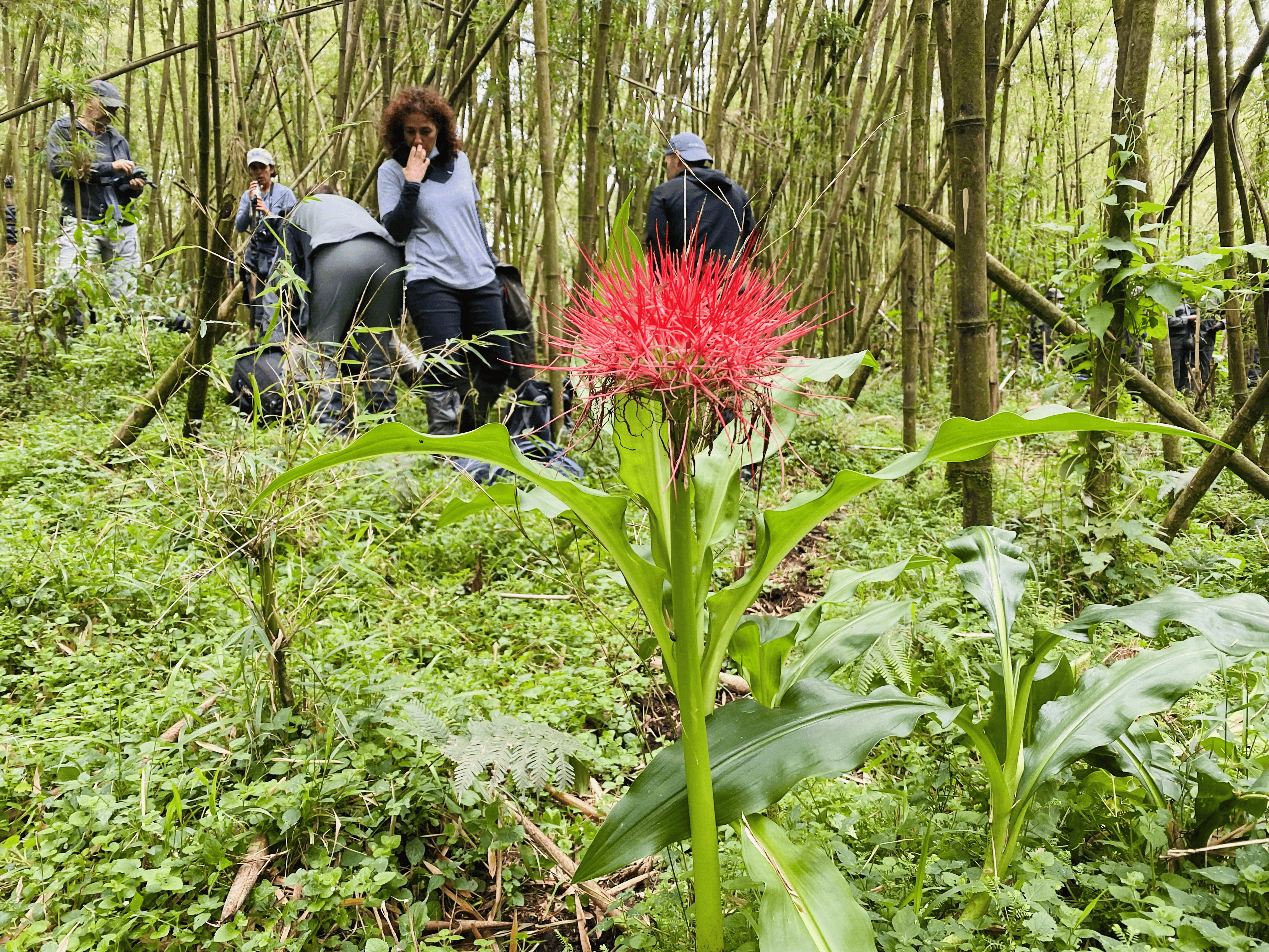 Gallery image for Hands Behind the Journey: The Human Face of Tourism in the Virunga Massif