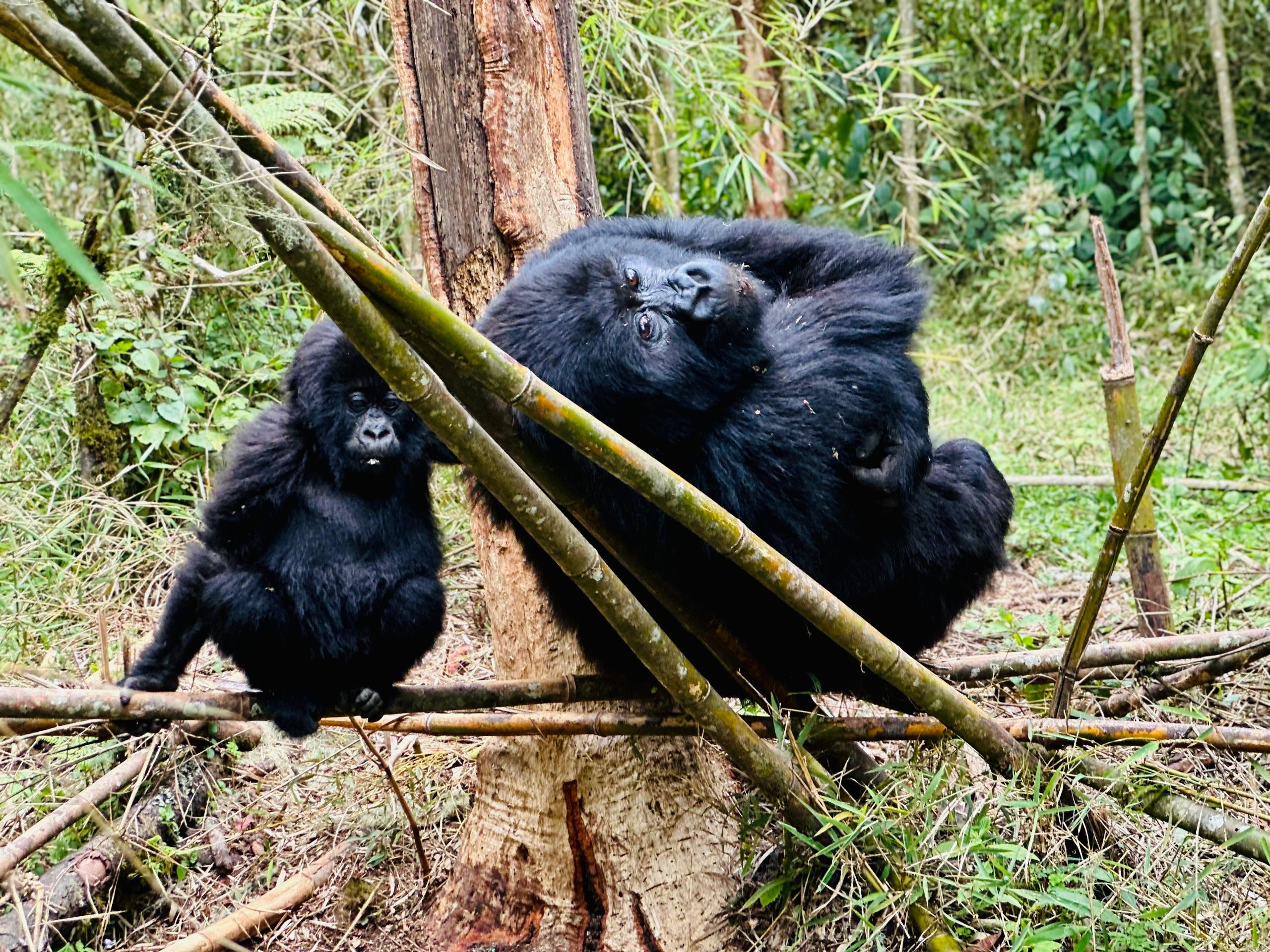 Bwindi Impenetrable Forest National Park