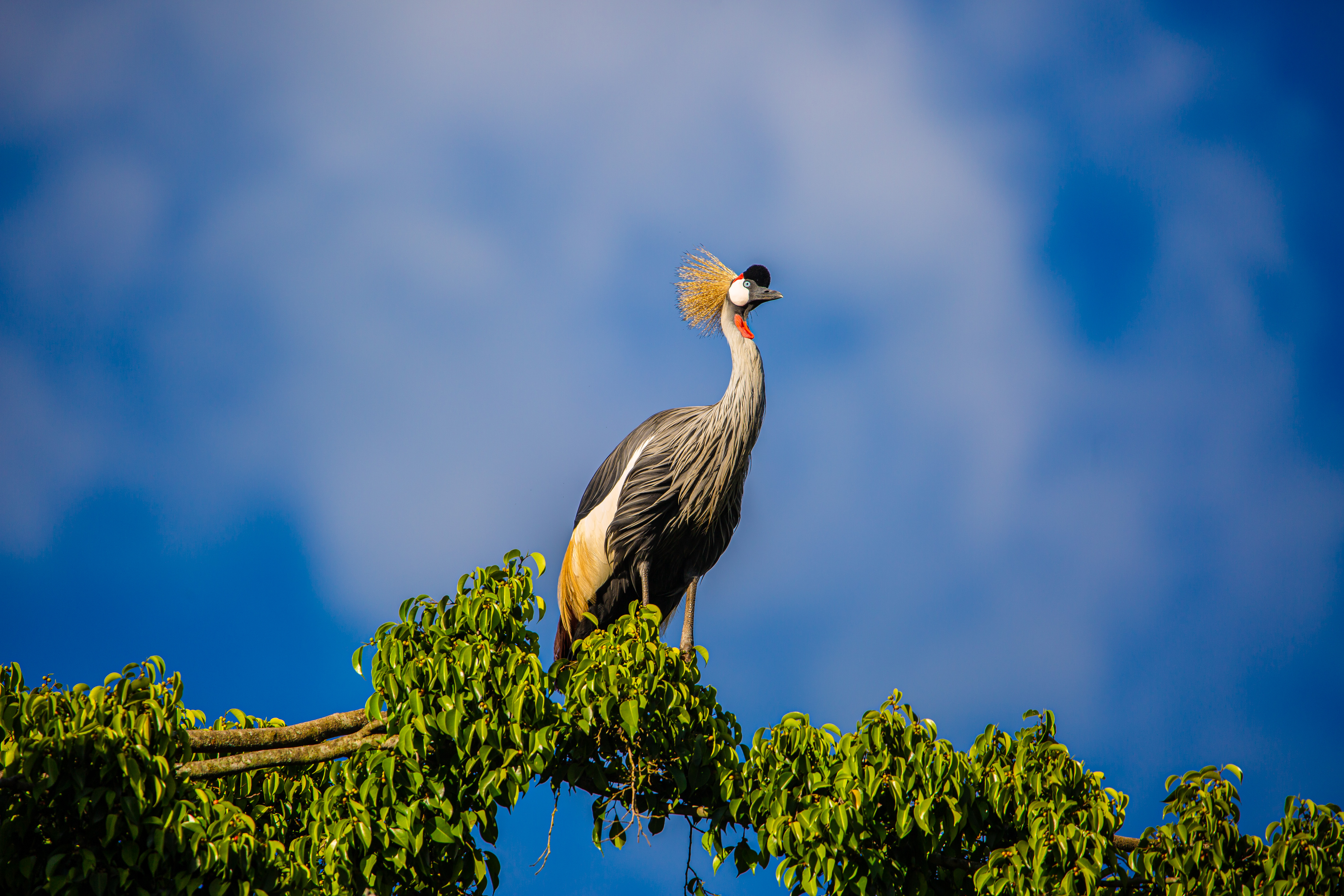 Birdwatcher’s Oasis