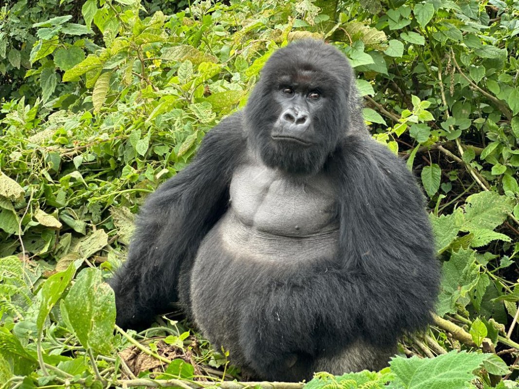 Gorilla Trek at Sunrise – Volcanoes National Park