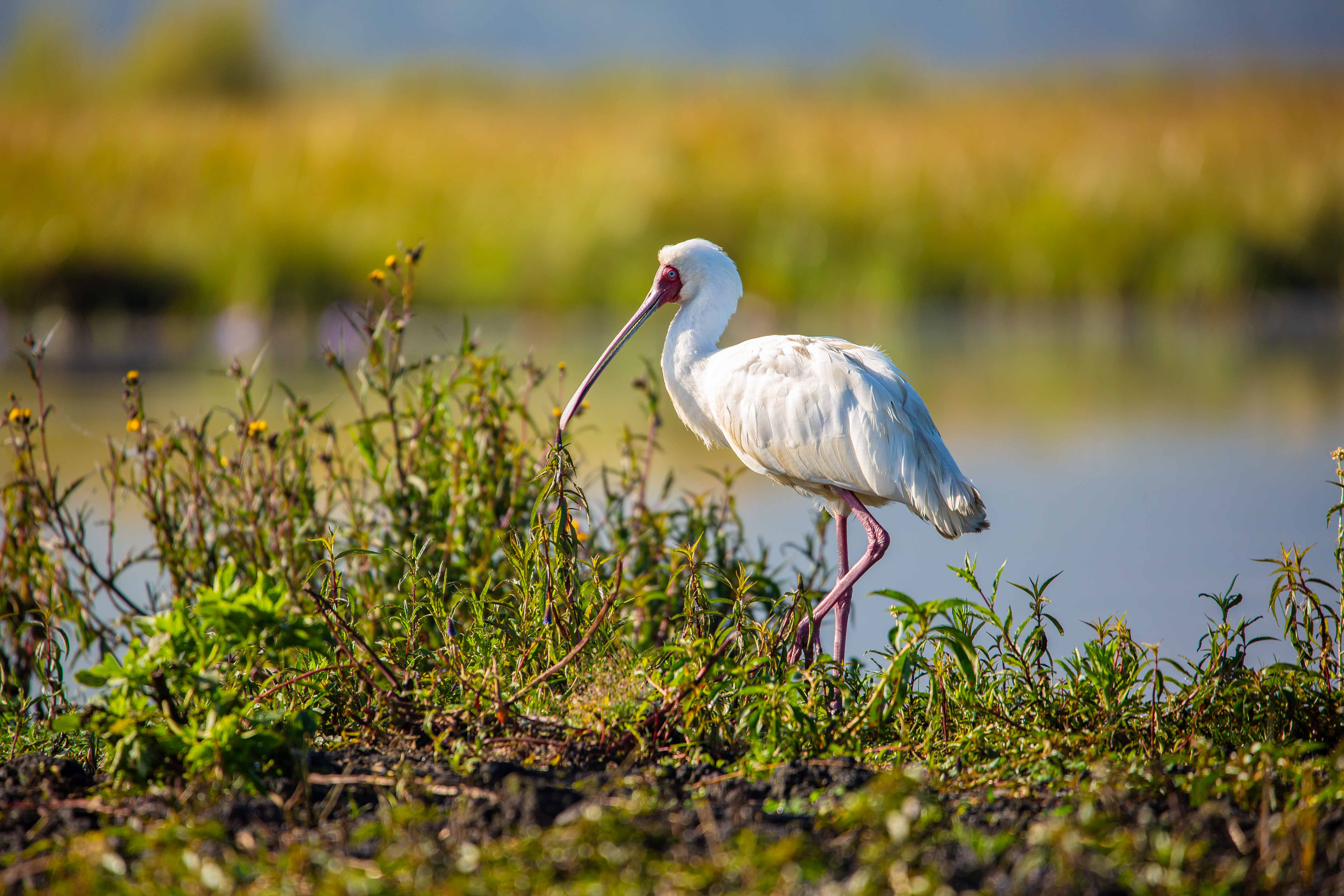 Nyandungu Urban Wetland Eco-Park