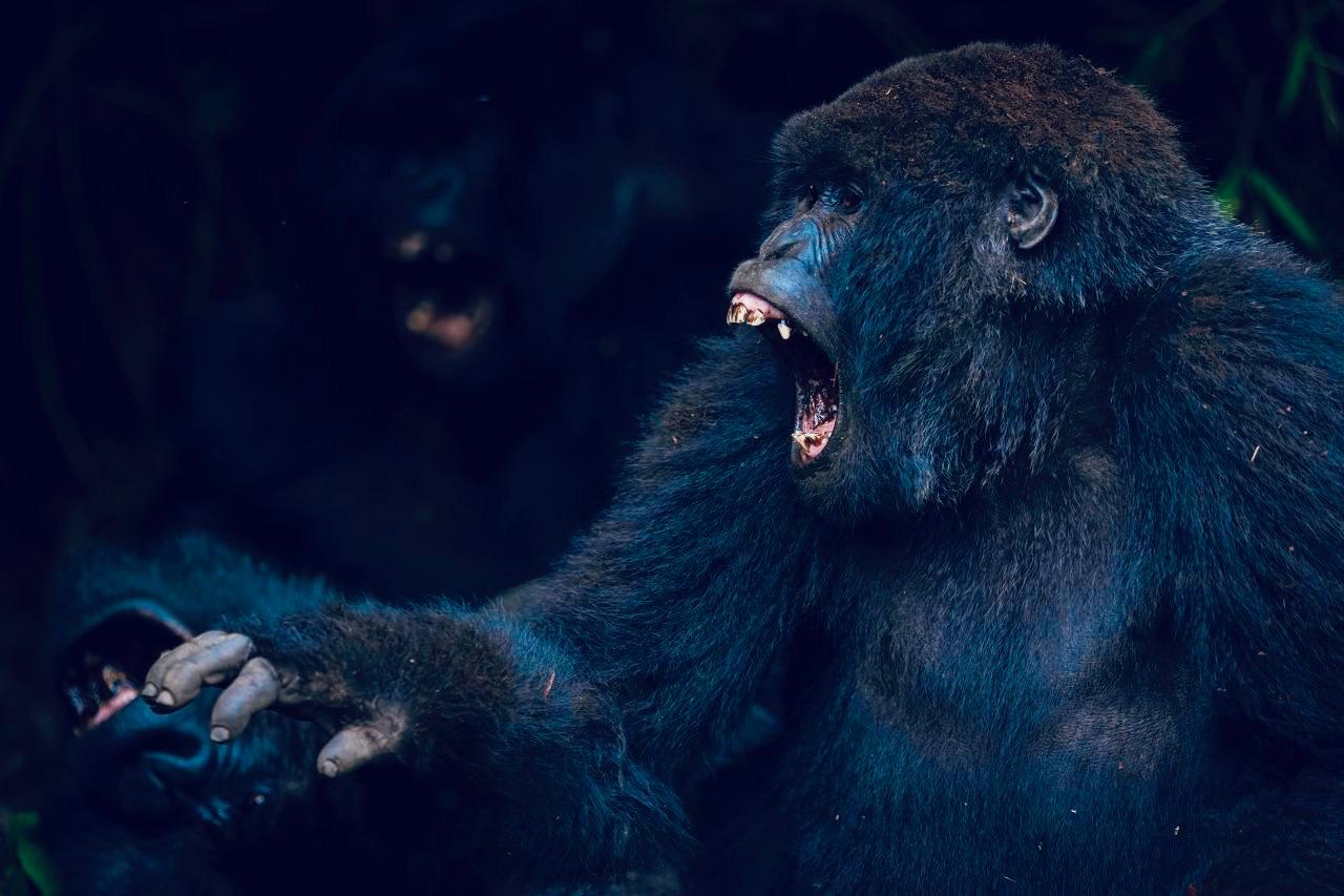 Mountain Gorillas in Virunga