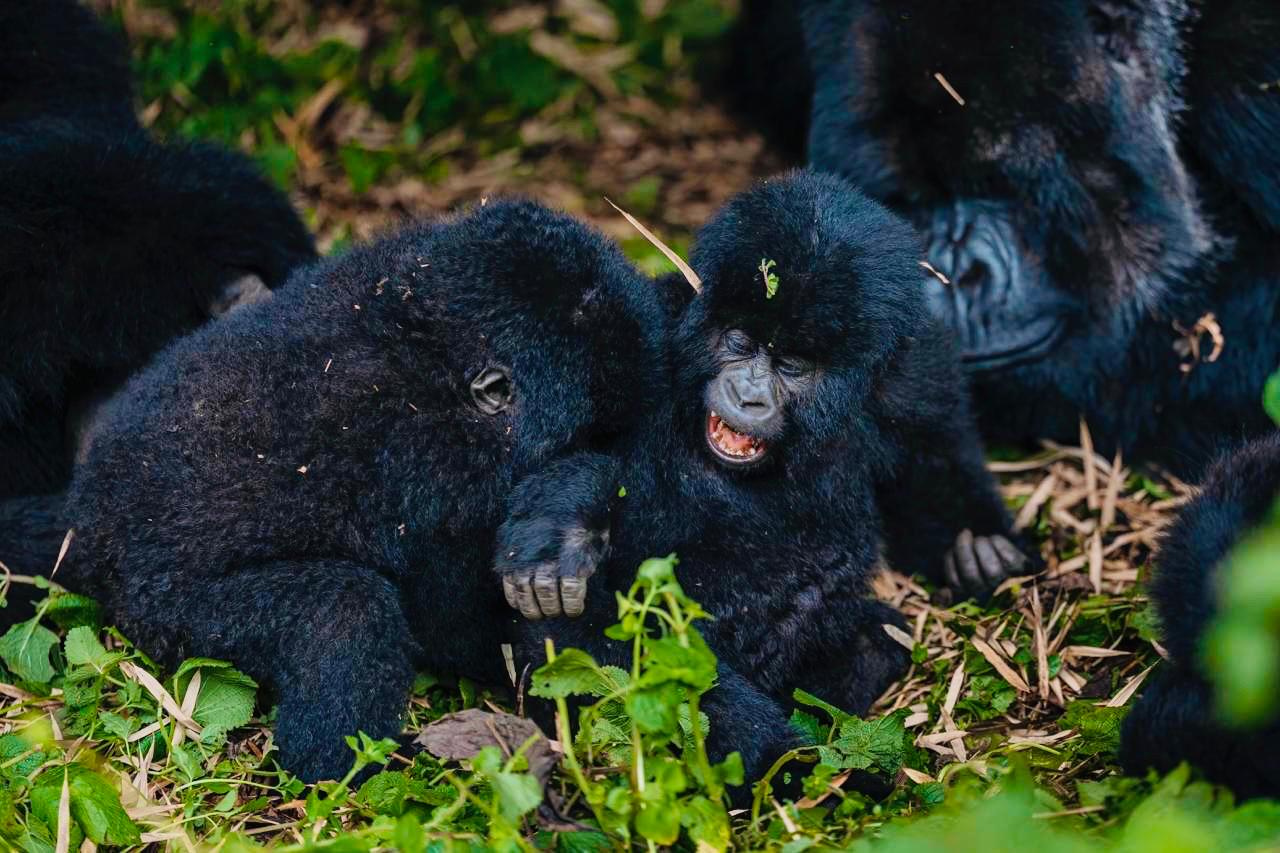 Mountain Gorilla Family