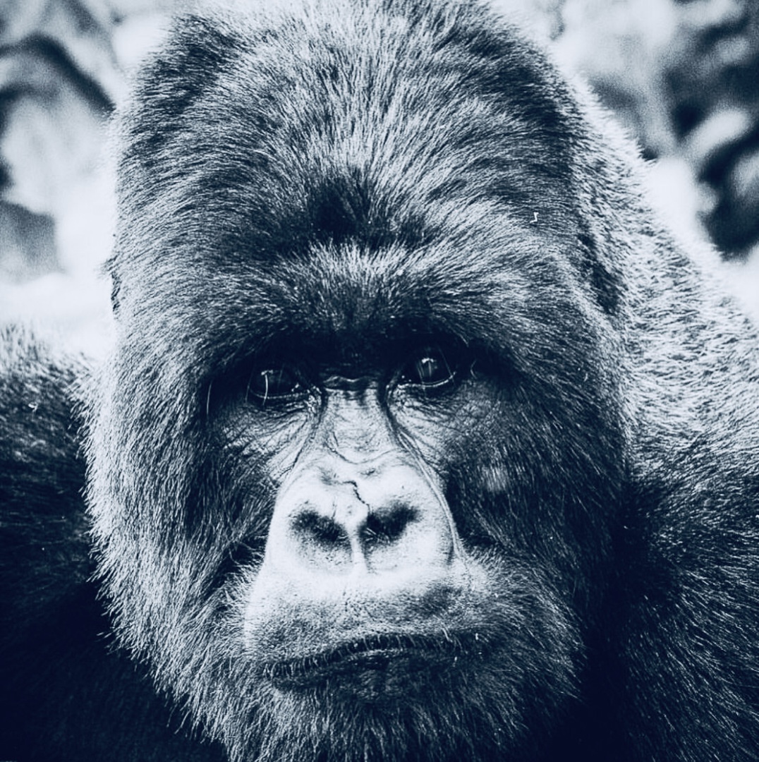 Chimpanzee peering through rainforest foliage