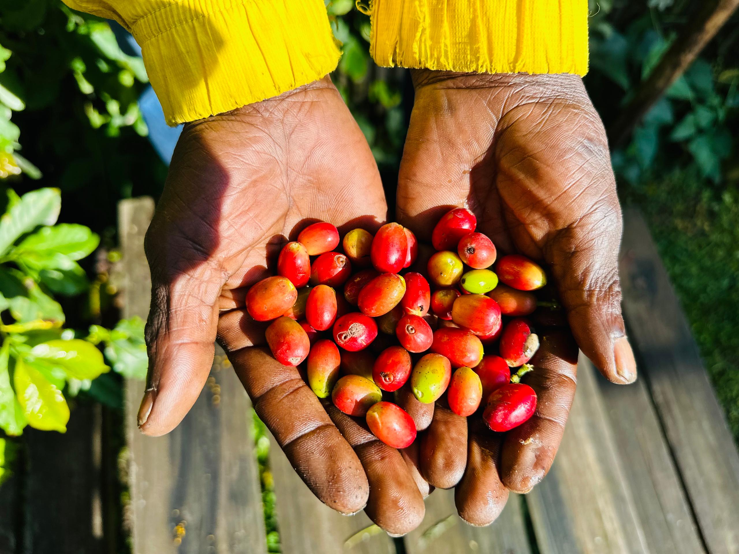 Coffee to Cup Experience