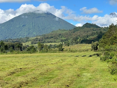 1-Day Gorilla Trekking Experience in Volcanoes National Park