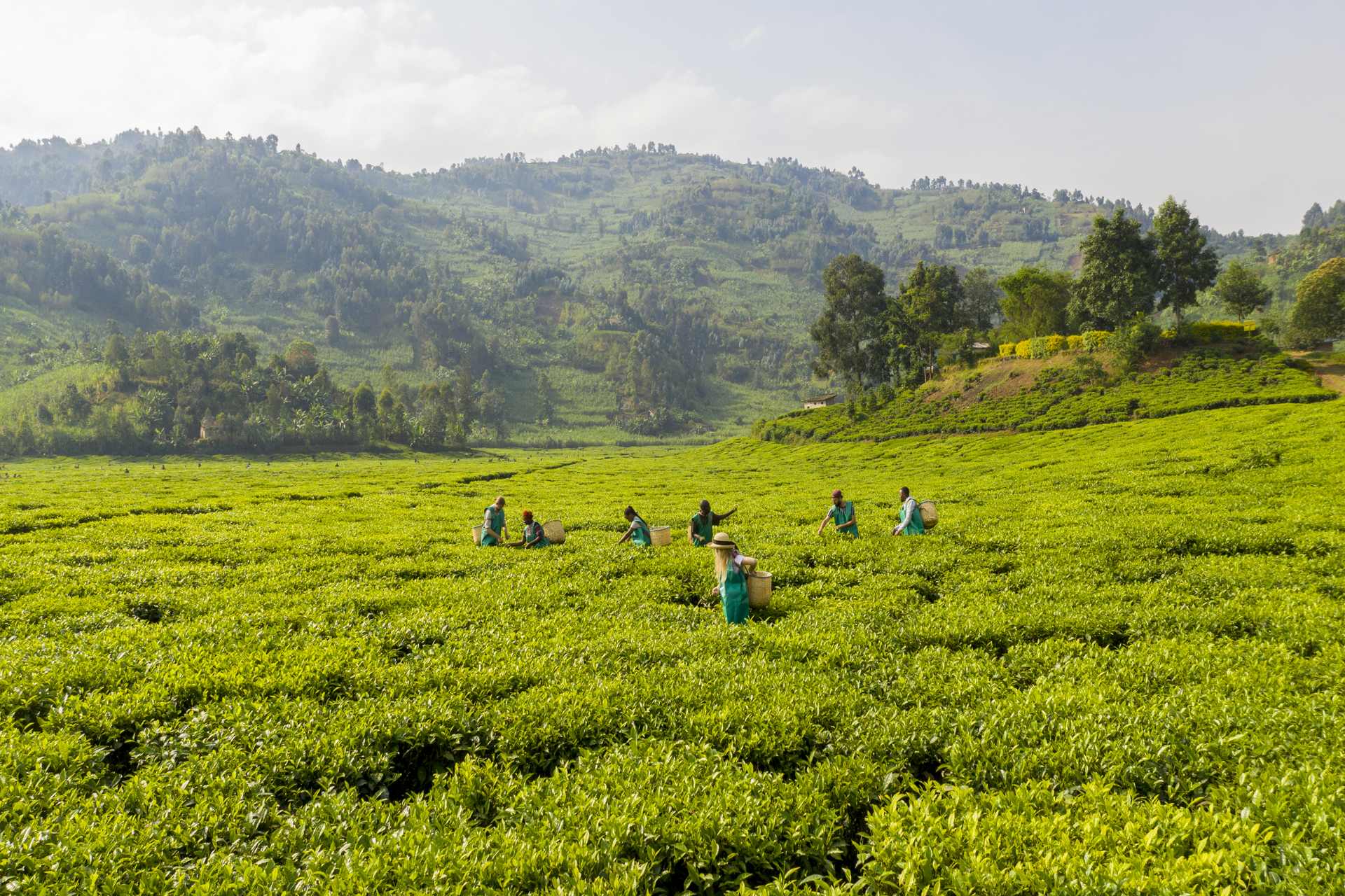 3-Day Tea and Coffee Trail Experience