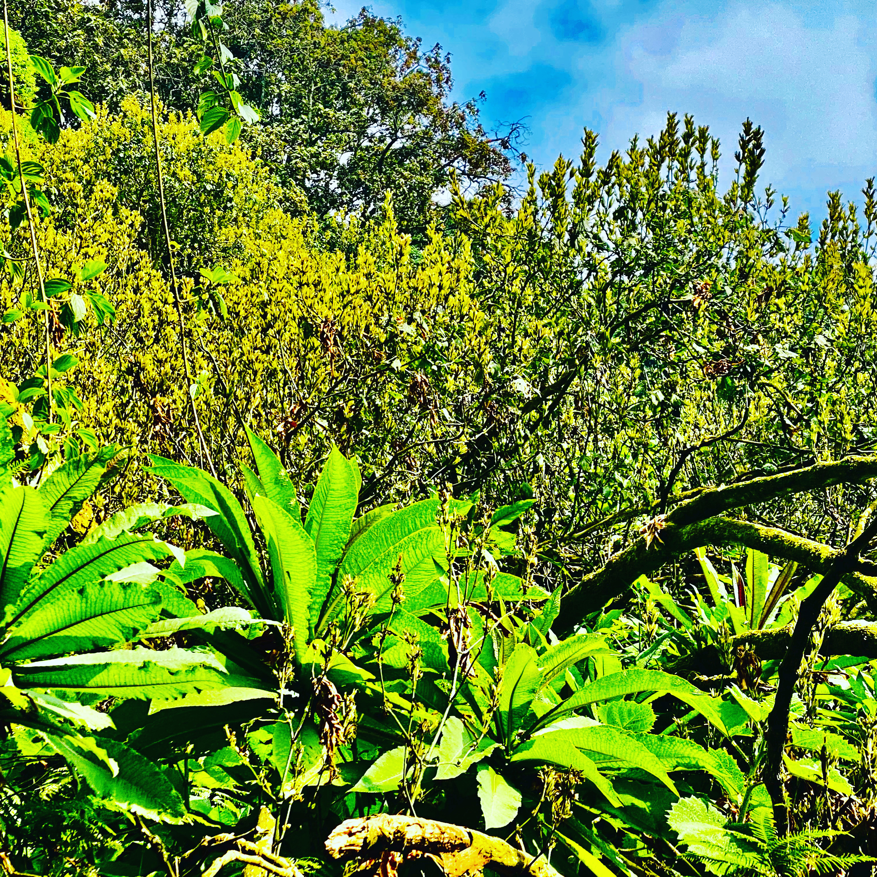 3-Day Forest Bathing and Eco-Park Escape