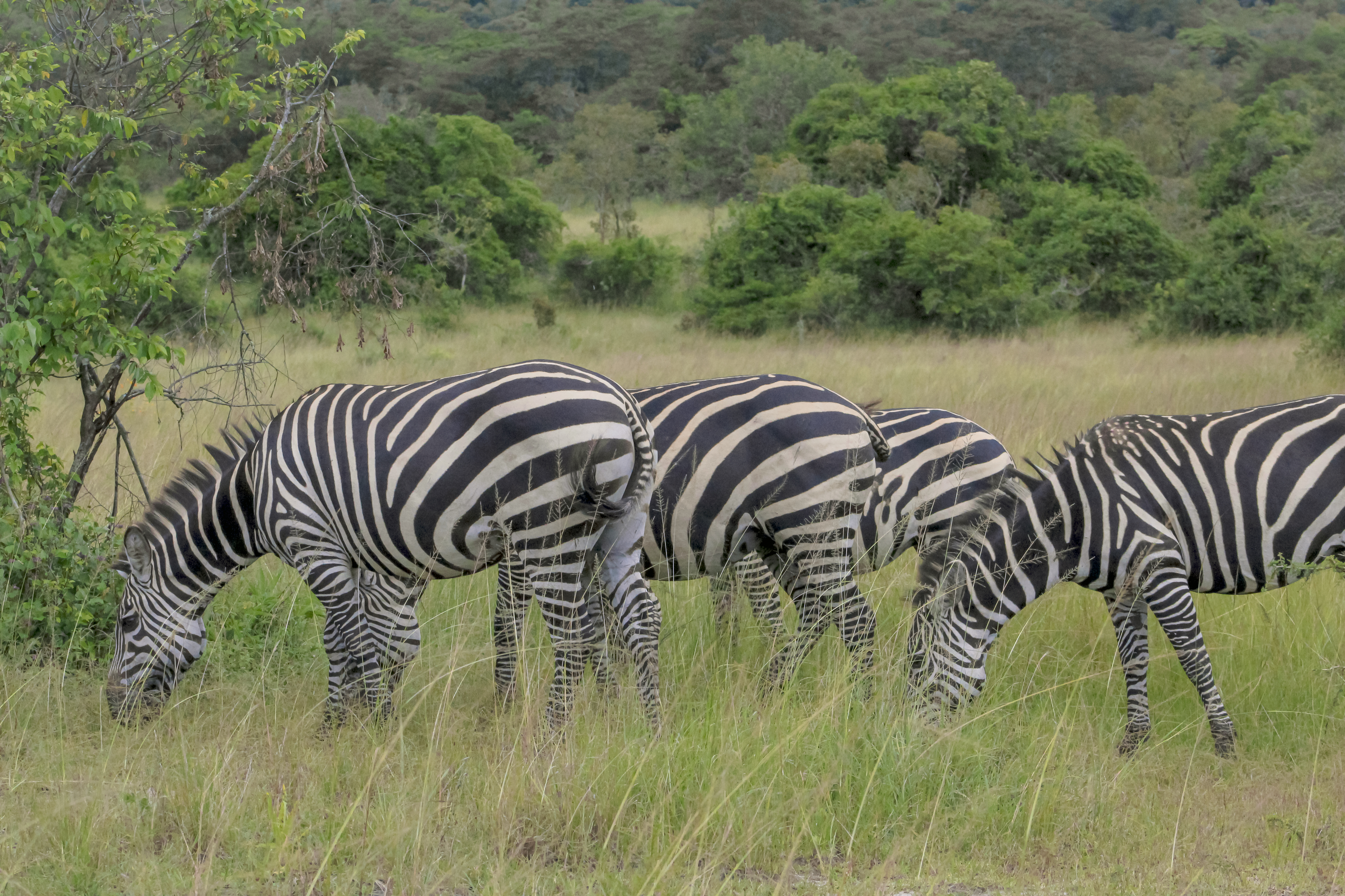 Akagera Wildlife and Culture Budget Safari – 3 Days from Kigali