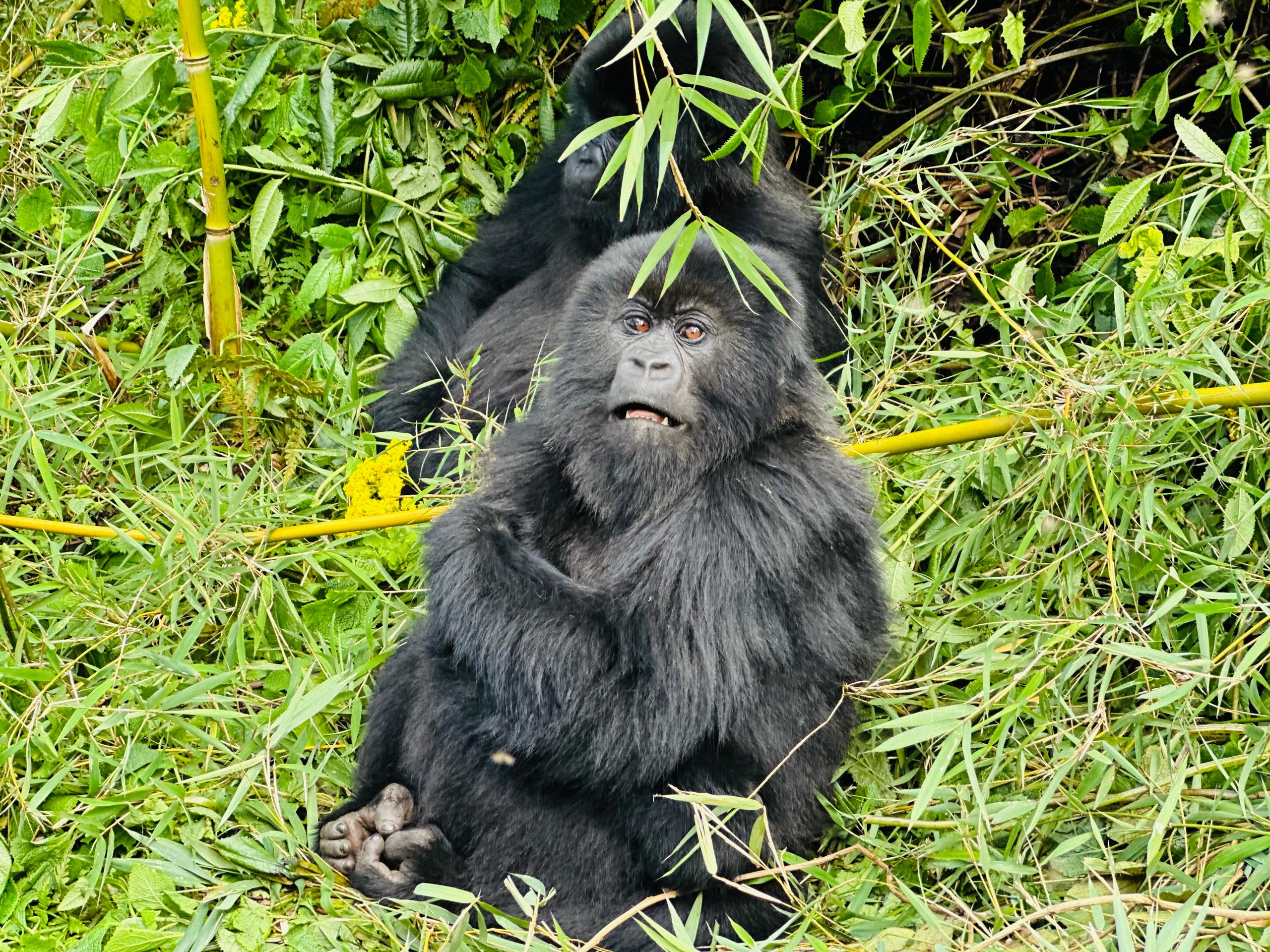 Virunga Great Apes Circuit